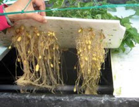 Potatoes grown with aeroponics, the process of growing plants in an air or mist without the use of soil. (Photo:SGGP) Potatoes grown with aeroponics, the process of growing plants in an air or mist without the use of soil. (Photo:SGGP)